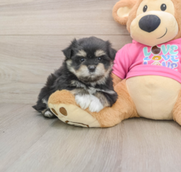 5 week old Maltipom Puppy For Sale - Puppy Love PR