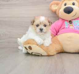 5 week old Maltipom Puppy For Sale - Puppy Love PR