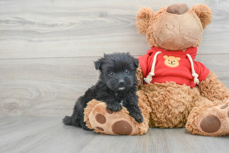 Maltipom Pup Being Cute