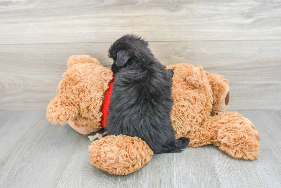 Maltipom Puppy for Adoption