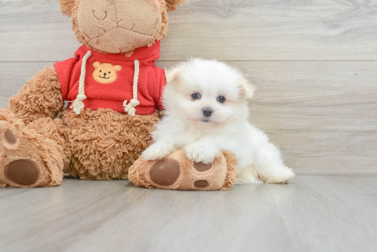 Meet Daisy Sofia - our Maltipom Puppy Photo 1/3 - Puppy Love PR Maltipom Pup Being Cute