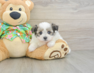 5 week old Maltipom Puppy For Sale - Puppy Love PR