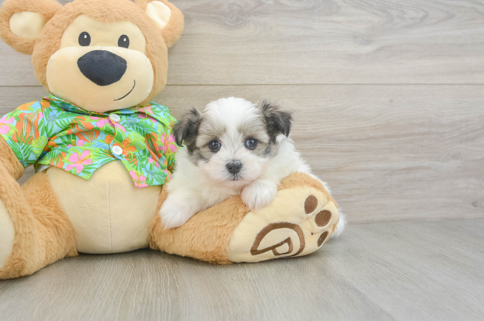5 week old Maltipom Puppy For Sale - Puppy Love PR