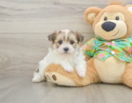 5 week old Maltipom Puppy For Sale - Puppy Love PR