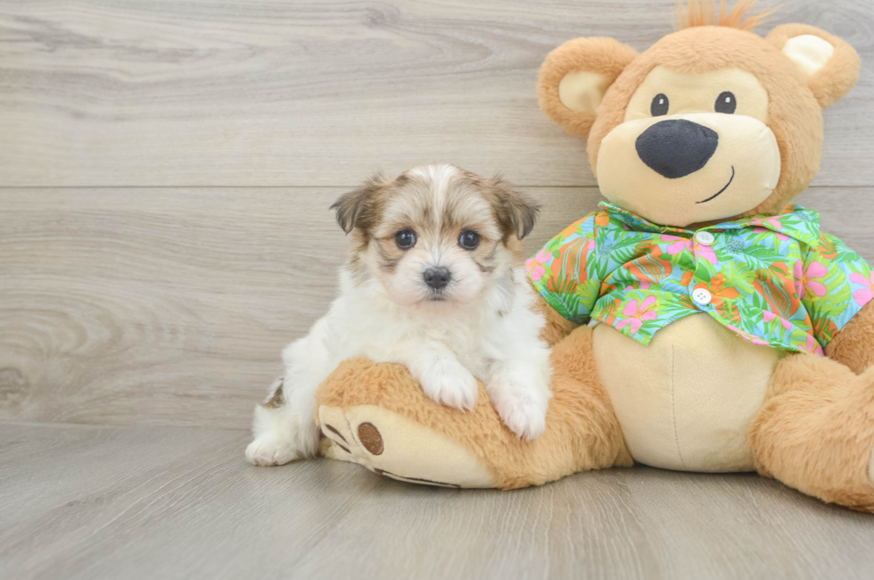 5 week old Maltipom Puppy For Sale - Puppy Love PR