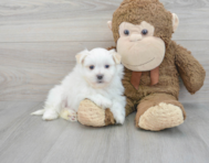 7 week old Maltipom Puppy For Sale - Puppy Love PR