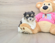 5 week old Maltipom Puppy For Sale - Puppy Love PR