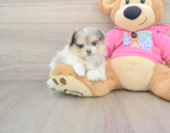 5 week old Maltipom Puppy For Sale - Puppy Love PR
