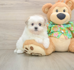 6 week old Maltipom Puppy For Sale - Puppy Love PR