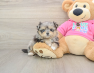 5 week old Maltipom Puppy For Sale - Puppy Love PR