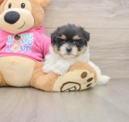 5 week old Maltipom Puppy For Sale - Puppy Love PR
