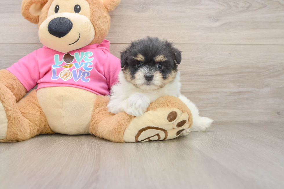 Small Maltipom Baby
