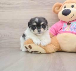 5 week old Maltipom Puppy For Sale - Puppy Love PR