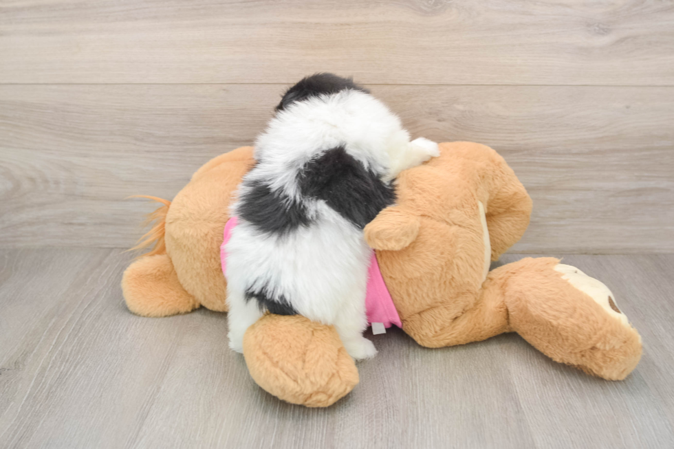 Little Maltese Pom Designer Puppy