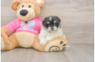 Maltipom Puppy for Adoption