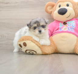 6 week old Maltipom Puppy For Sale - Puppy Love PR