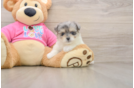 Maltipom Puppy for Adoption