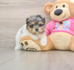 5 week old Maltipom Puppy For Sale - Puppy Love PR