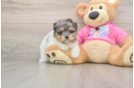 Maltipom Puppy for Adoption