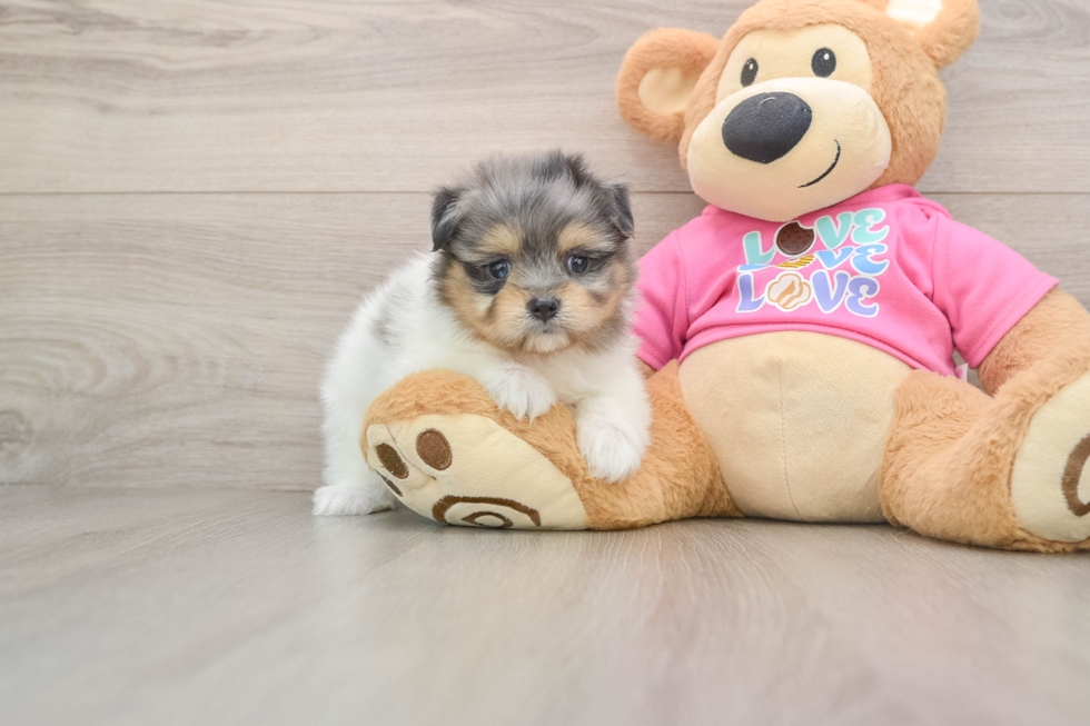 Maltipom Puppy for Adoption