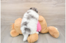 Smart Maltipom Designer Pup