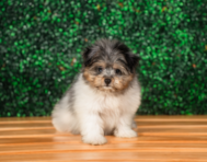 10 week old Maltipom Puppy For Sale - Puppy Love PR