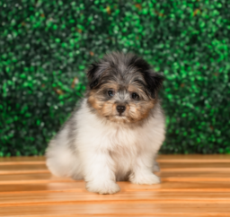 10 week old Maltipom Puppy For Sale - Puppy Love PR