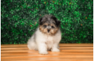 Cute Maltese Pom Designer Puppy