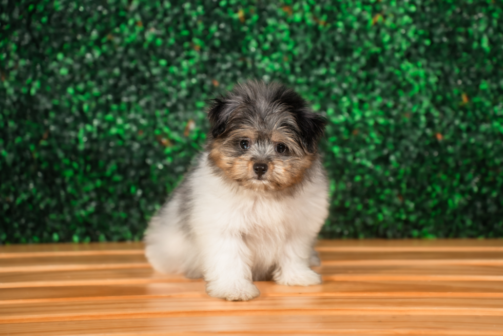 Cute Maltese Pom Designer Puppy