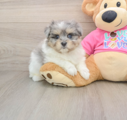 6 week old Maltipom Puppy For Sale - Puppy Love PR