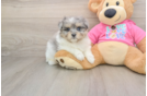Popular Maltipom Designer Pup