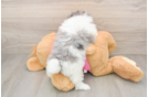 Maltipom Puppy for Adoption