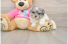 Fluffy Maltipom Designer Pup