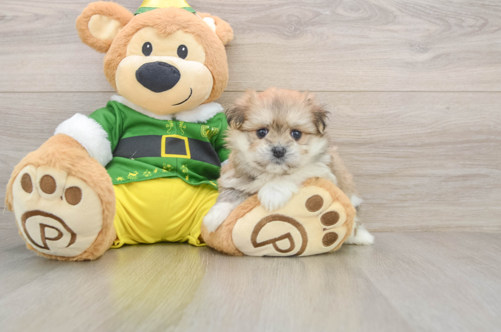 5 week old Maltipom Puppy For Sale - Puppy Love PR