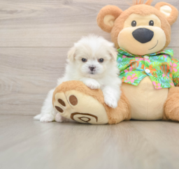 5 week old Maltipom Puppy For Sale - Puppy Love PR