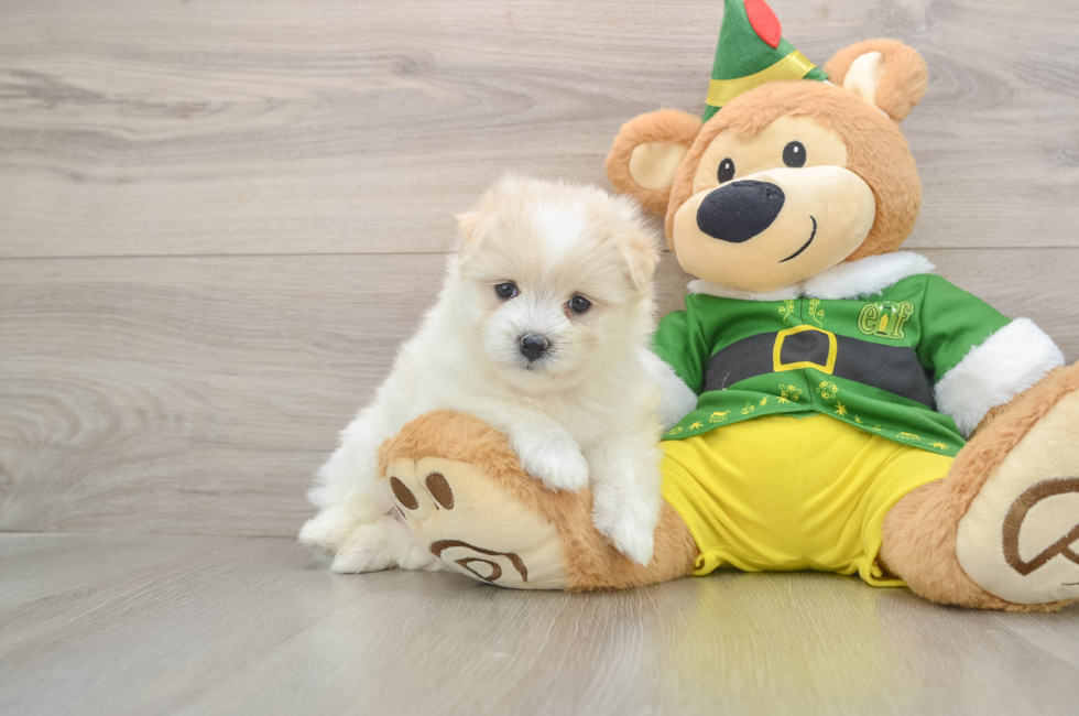 5 week old Maltipom Puppy For Sale - Puppy Love PR