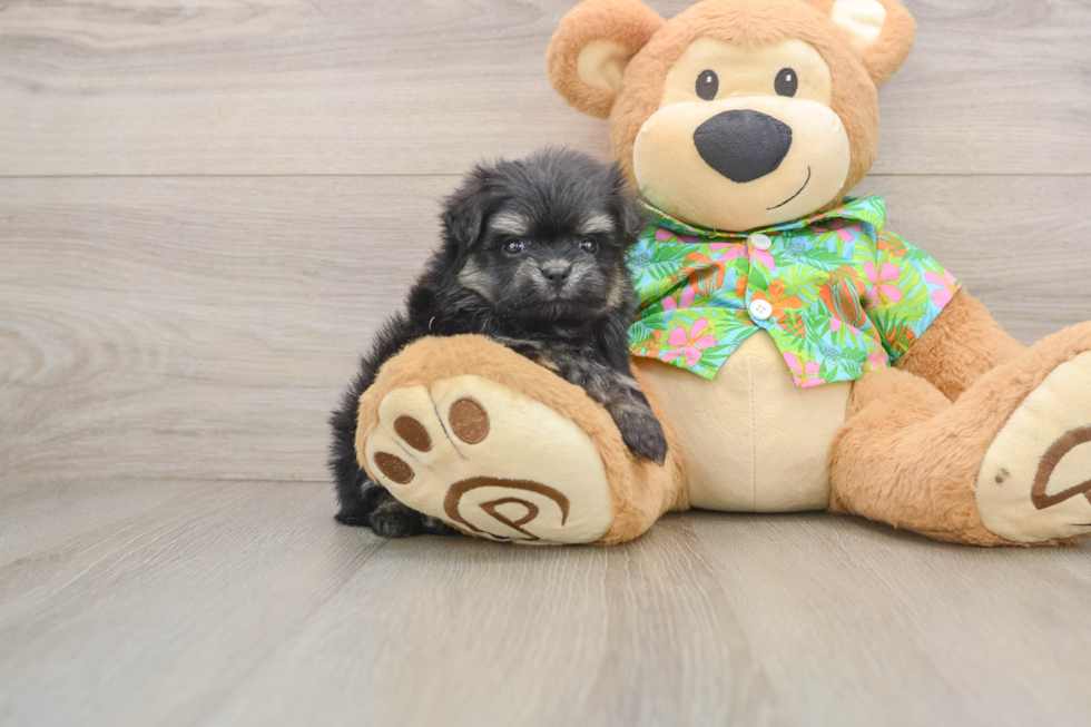 Energetic Maltese Pom Designer Puppy