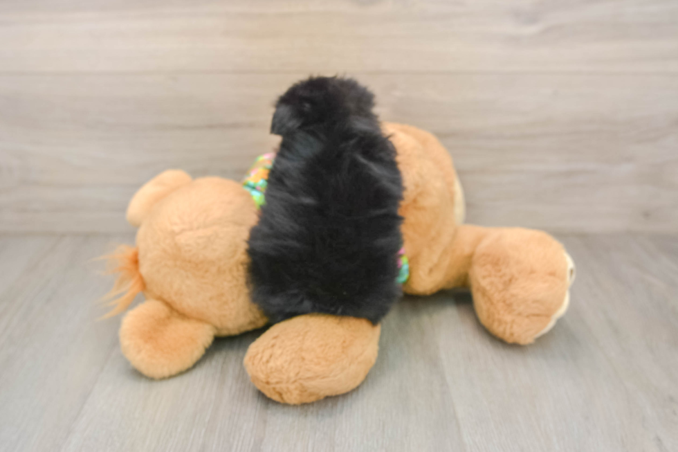Maltipom Puppy for Adoption