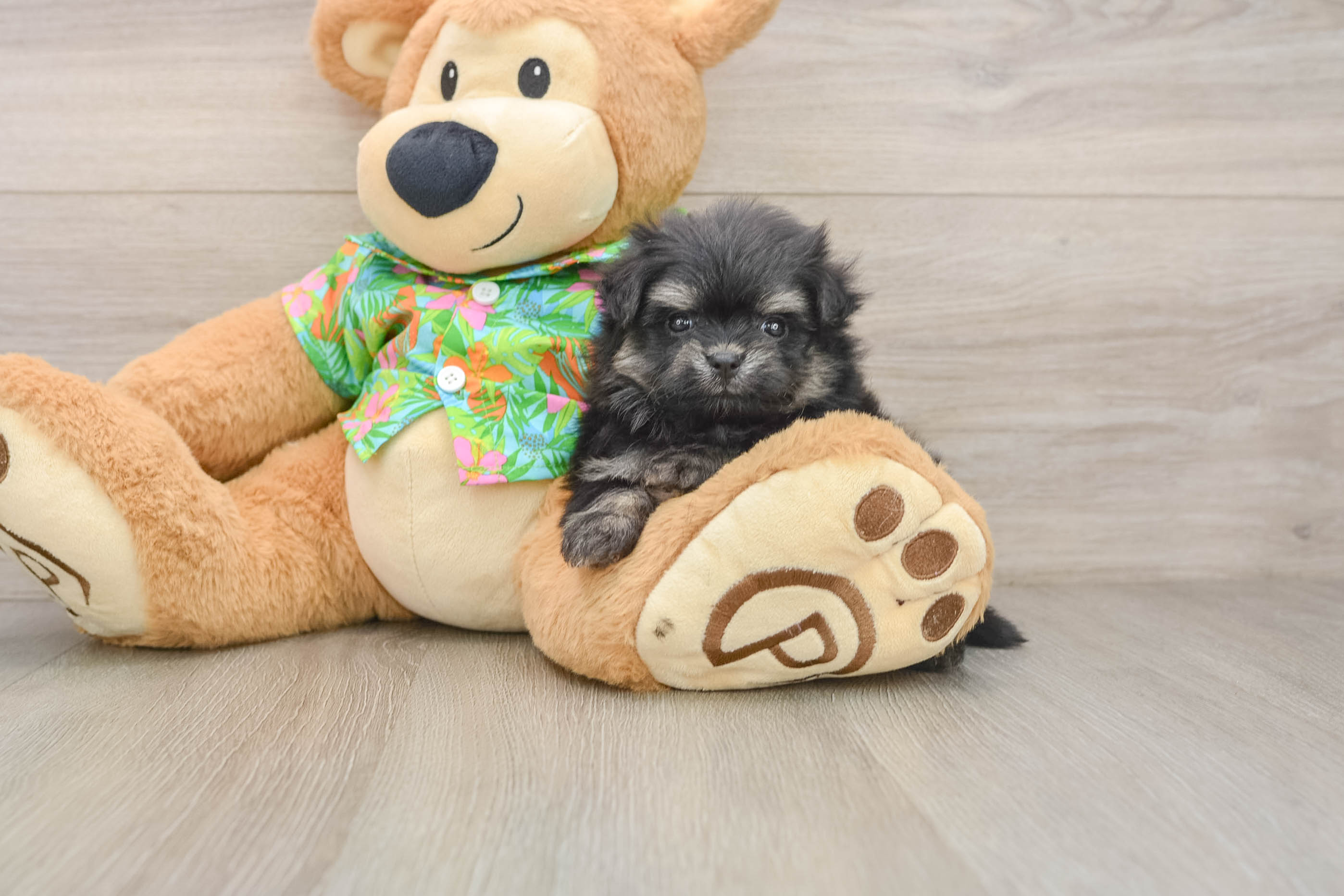 Popular Maltipom Designer Pup