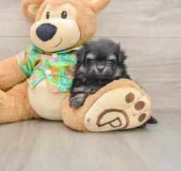 5 week old Maltipom Puppy For Sale - Puppy Love PR