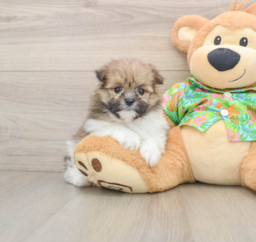 6 week old Maltipom Puppy For Sale - Puppy Love PR