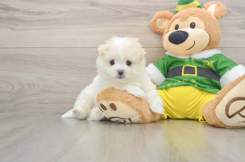 5 week old Maltipom Puppy For Sale - Puppy Love PR
