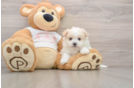 Smart Maltipom Designer Pup