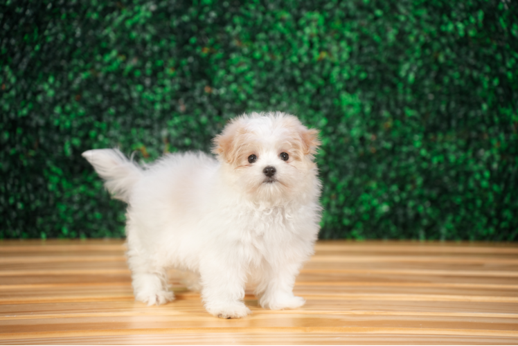 Maltipom Puppy for Adoption