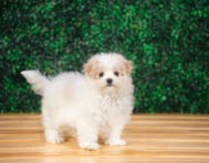 10 week old Maltipom Puppy For Sale - Puppy Love PR