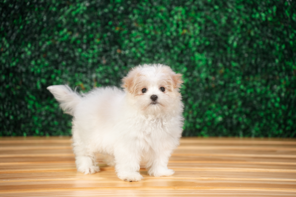 Maltipom Puppy for Adoption