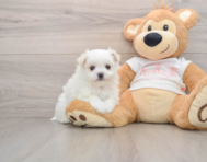 5 week old Maltipom Puppy For Sale - Puppy Love PR
