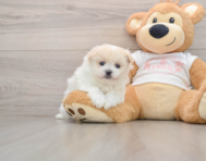 5 week old Maltipom Puppy For Sale - Puppy Love PR