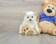 7 week old Maltipom Puppy For Sale - Puppy Love PR