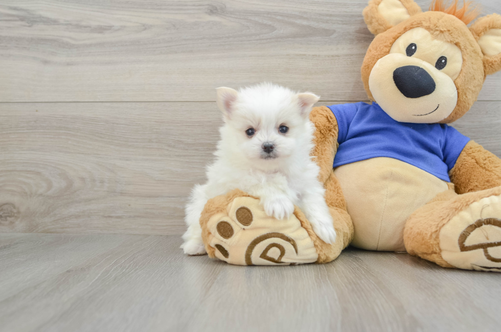 7 week old Maltipom Puppy For Sale - Puppy Love PR